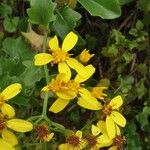 Senecio tamoides List