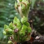 Pyrus calleryana Blomst