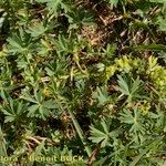 Alchemilla pentaphyllea Habitat