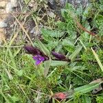 Gentianella amarella Flower