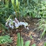 Dodecatheon meadia 花