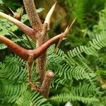 Vachellia cornigera Koor