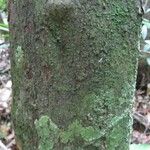 Stachyarrhena acuminata Bark