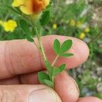 Cytisus hirsutus Hoja