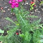 Achillea distans Leaf