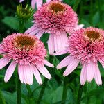 Echinacea purpurea Цвят