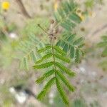 Acacia farnesiana برگ