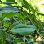 Rhamnus catharticaPlod