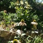 Echinacea pallida ফুল