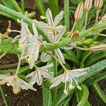 Trachyandra saltii Λουλούδι