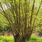 Salix viminalis Bark