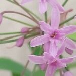 Tulbaghia simmleri Flor