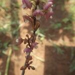 Polystachya concreta Floro