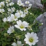 Cerastium latifolium Flower