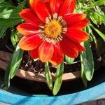 Gazania linearisKvět