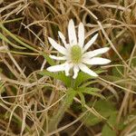 Anemone berlandieri Flower