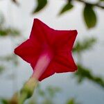 Ipomoea quamoclit Flower