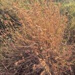Themeda triandra Mbuma