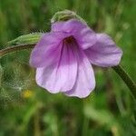 Erodium botrys Квітка