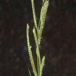 Paspalum urvillei Агульны выгляд