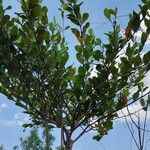 Mascarenhasia arborescens Otro