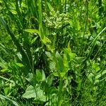 Sium latifolium Hoja