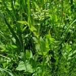 Sium latifolium Blad