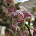 Polystachya cultriformis Цвят