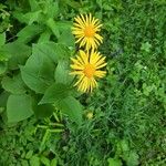 Doronicum austriacum പുഷ്പം