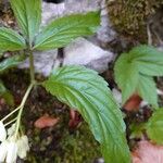 Cardamine enneaphyllos Leaf