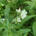 Anchusa ochroleuca Blüte