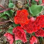 Haemanthus coccineus Квітка