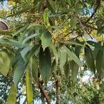 Clitoria fairchildiana Leaf