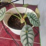 Alocasia baginda Лист
