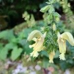 Salvia glutinosa Blomma