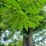 Koelreuteria paniculata 葉
