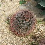 Ferocactus cylindraceus Blad