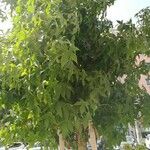 Liquidambar styraciflua Folha