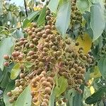Prunus serotina Plod