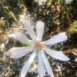 Magnolia stellata Λουλούδι