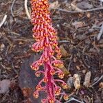 Pterospora andromedea Flower