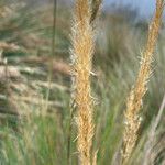 Polypogon magellanicus Floare