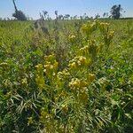 Tagetes minuta অভ্যাস