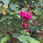 Fuchsia × standishiiFiore