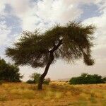 Vachellia seyal Hábito
