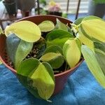 Philodendron cordatum Yaprak