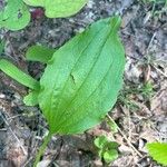 Plantago rugelii Folha