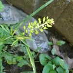 Lepidium virginicum फल