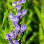 Scutellaria baicalensis Flor