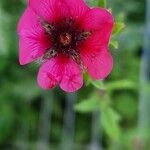 Potentilla nepalensis Flor
